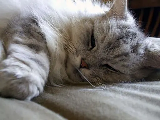 What does catnip do to your cat - Fluffy Kitty