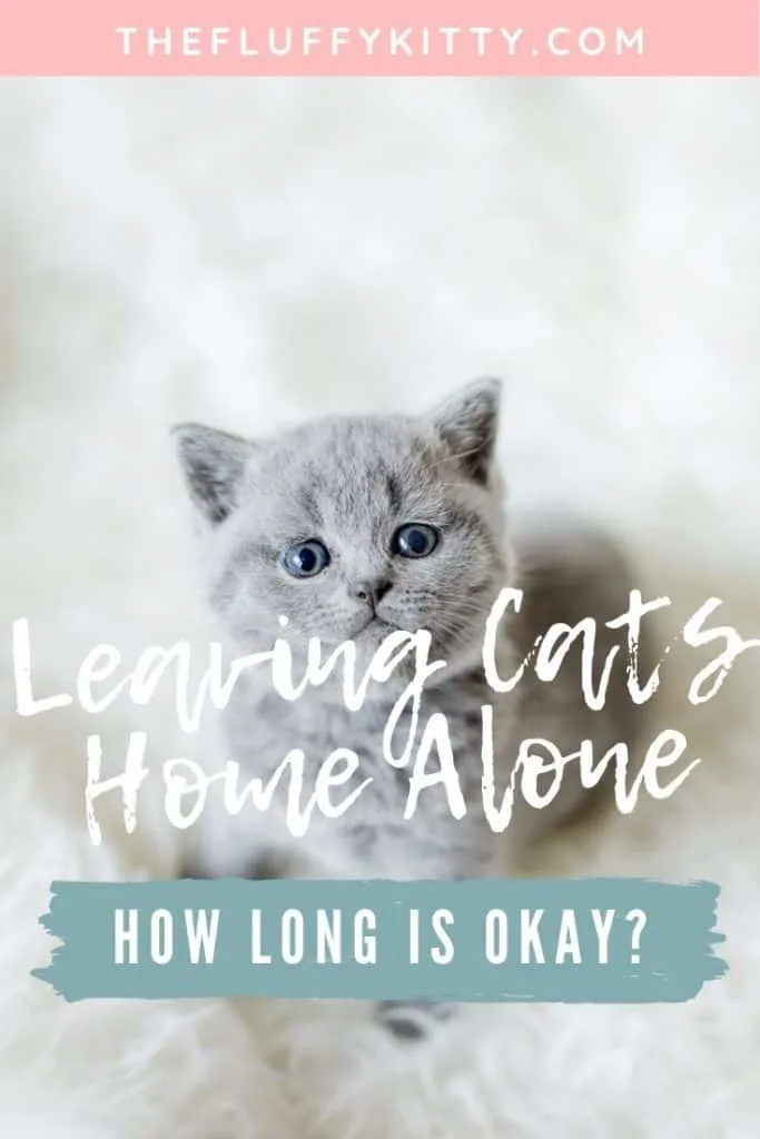 How long is it okay or appropriate to leave a cat at home alone? Find out in our guide here. Fluffy Kitty | www.thefluffykitty.com #cats #catshome #cat #catcare