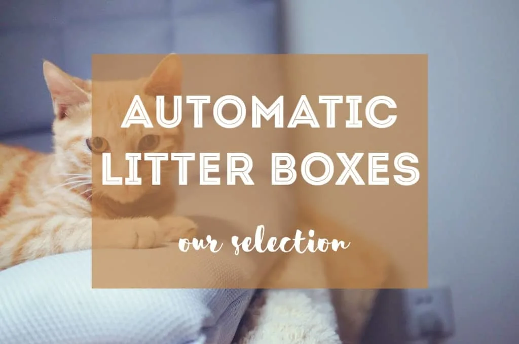 Best Self Cleaning Cat Litter Box | Fluffy Kitty