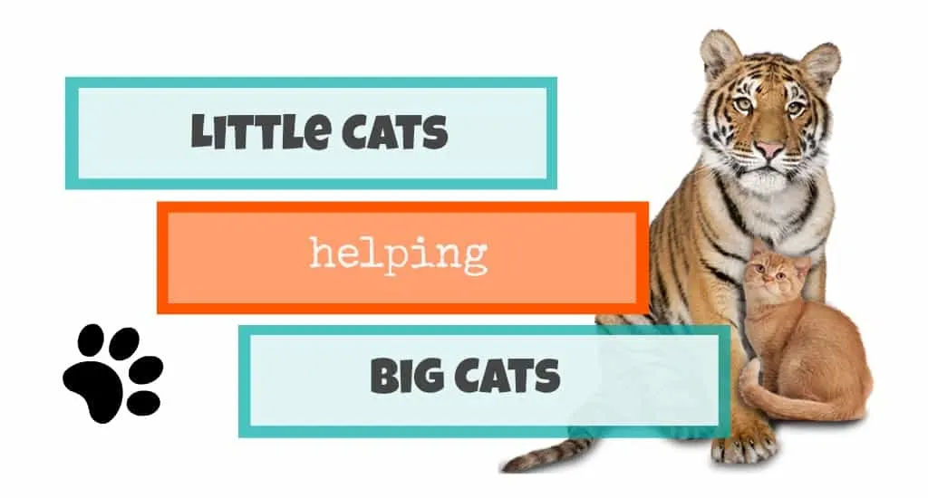 little cats helping big cats header
