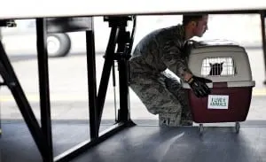 traveling with a cat unloading