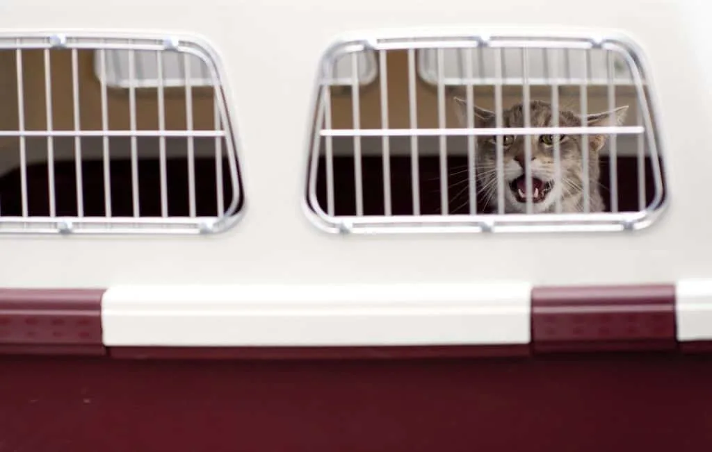 How to Travel with a Cat on a Plane | Fluffy Kitty