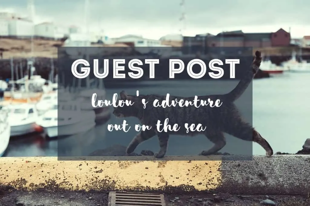 Fluffy Kitty Guest Post | Loulou