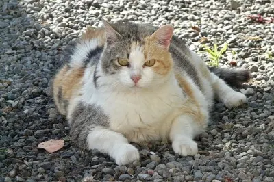 the best way to bathe your cat