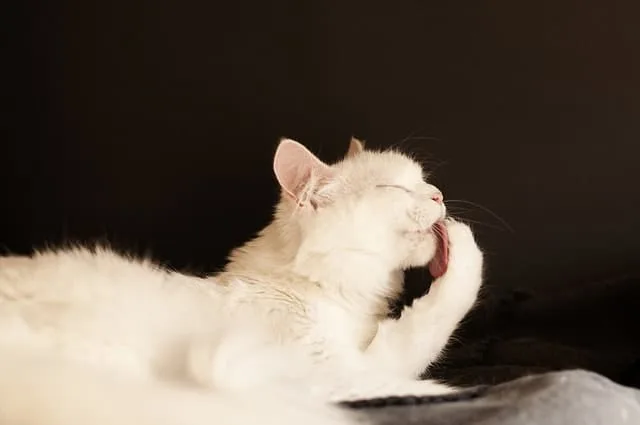 Do Cats Need Bathing? | Fluffy Kitty