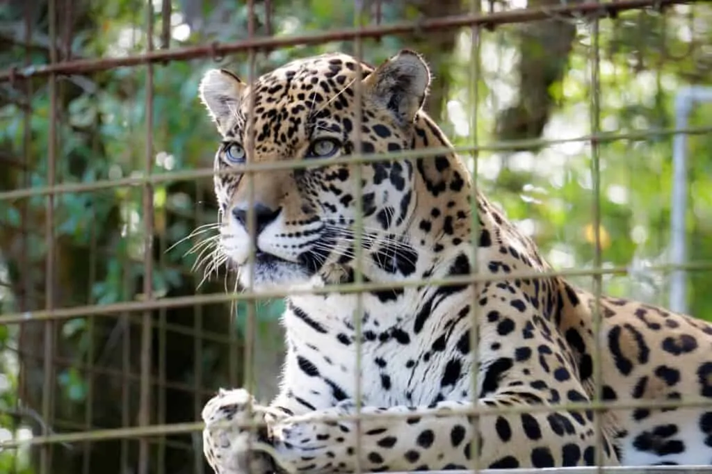 Big Cat Rescue Review by Fluffy Kitty