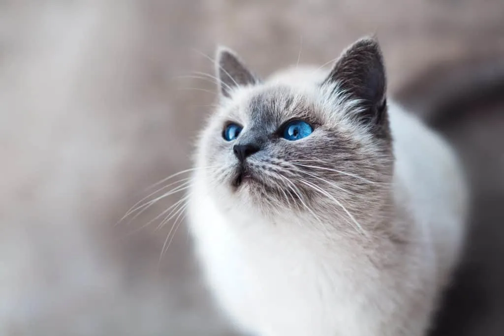 Crossing into Canada with a Cat // The Fluffy Kitty // PC Unsplash: mikhail-vasilyev