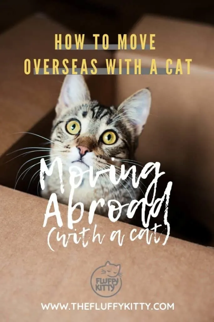 Moving Abroad with a Cat: How to move overseas with a cat ULTIMATE GUIDE www.thefluffykitty.com The Fluffy Kitty #abroad #cattravel #cats #moving