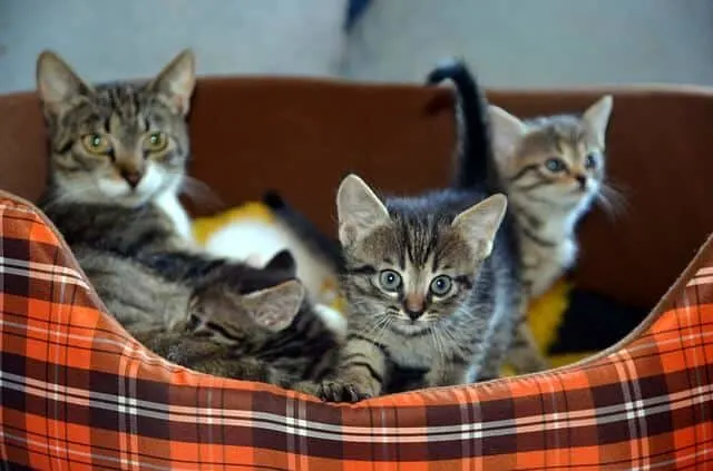 My Cat Had Kittens Can I Move Them | Fluffy Kitty