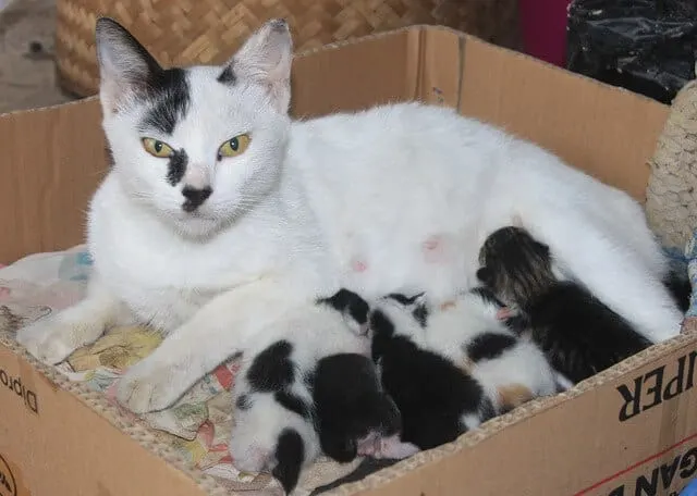 My Cat Had Kittens Can I Move Them | Fluffy Kitty