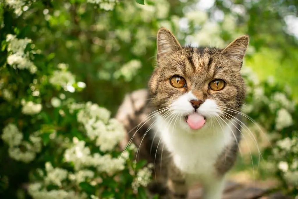 natural cat outdoors