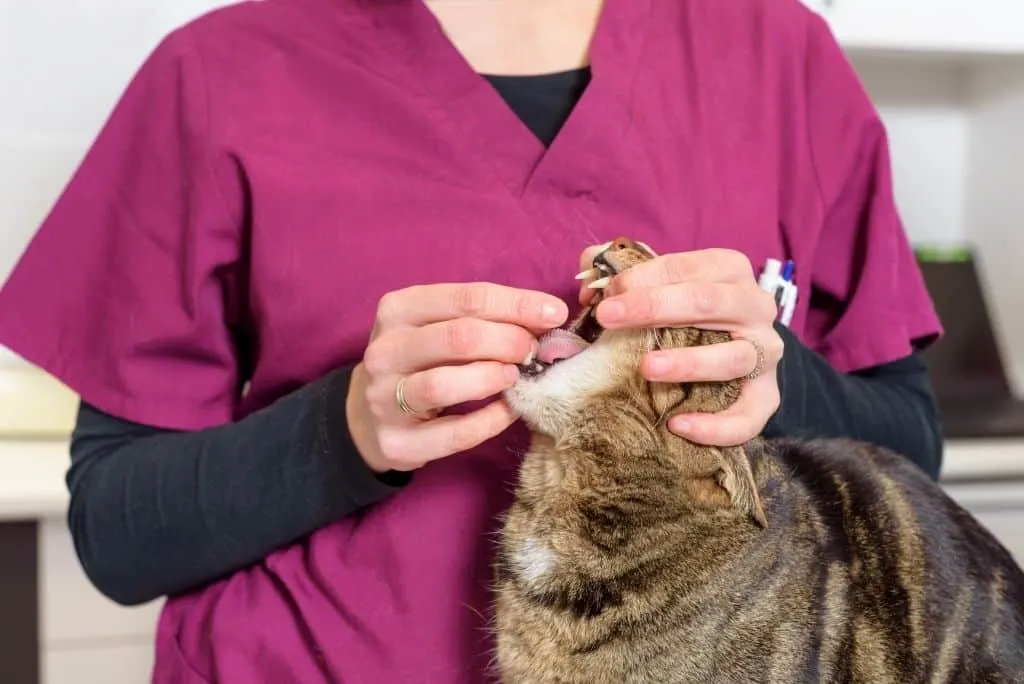 dewormer for cats