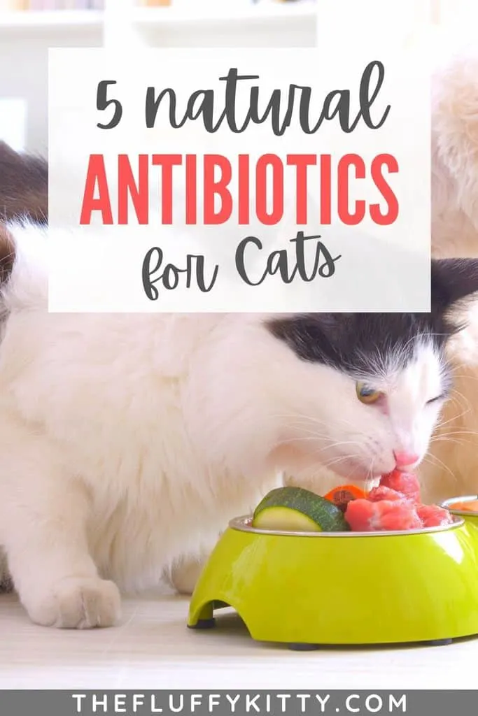 cat eating healthy food. Natural antibiotics for cats pinterest pin