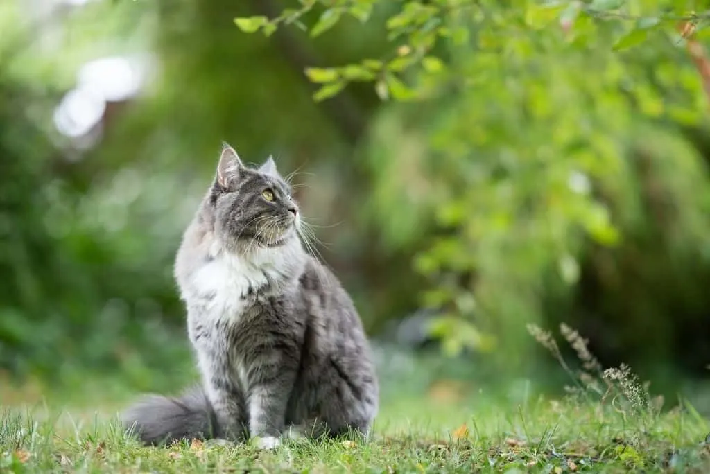 cat in the grass