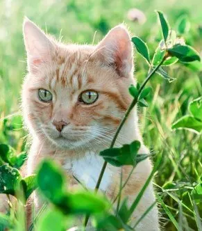 Why do cats eat plants ?