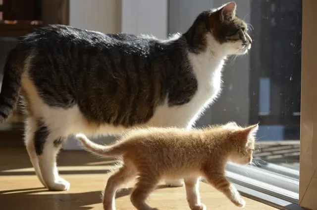 Ultimate Guide to Cat Pregnancy | Fluffy Kitty