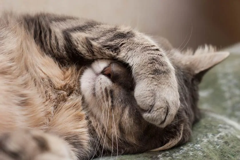 Cat Throwing up Clear Liquid: Why and What to Do? | Fluffy Kitty