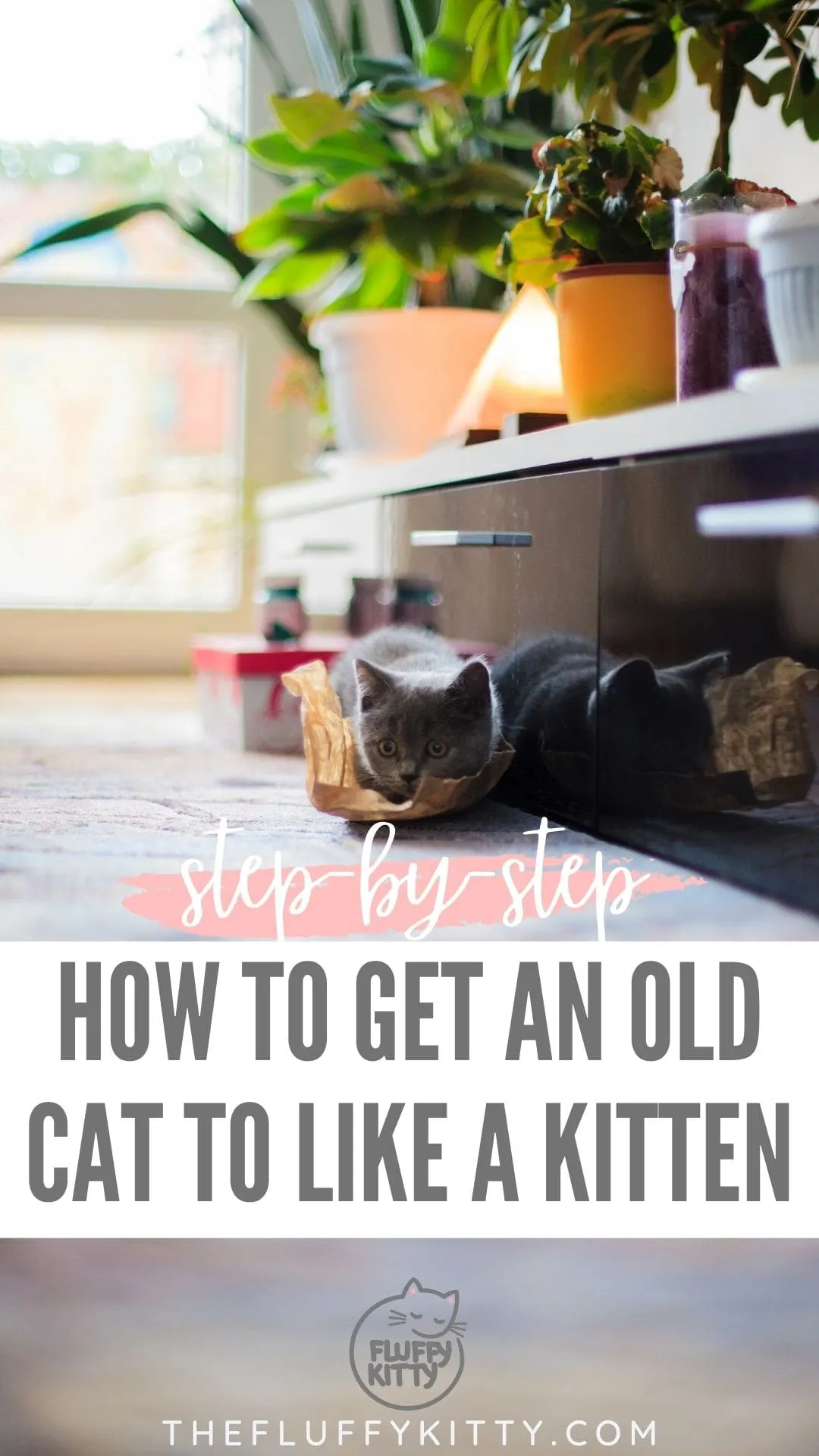 young gray kitten playing on floor. photo with text overlay, "how to get an old cat to like a kitten"