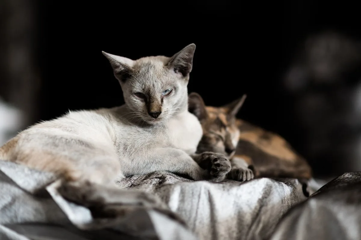 two cats cuddling -- getting an old cat to like a new kitten