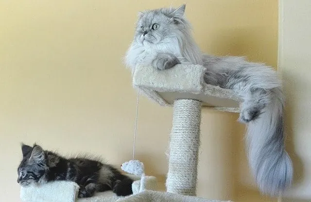 How to Stop a Cat from Scratching Furniture | Fluffy Kitty