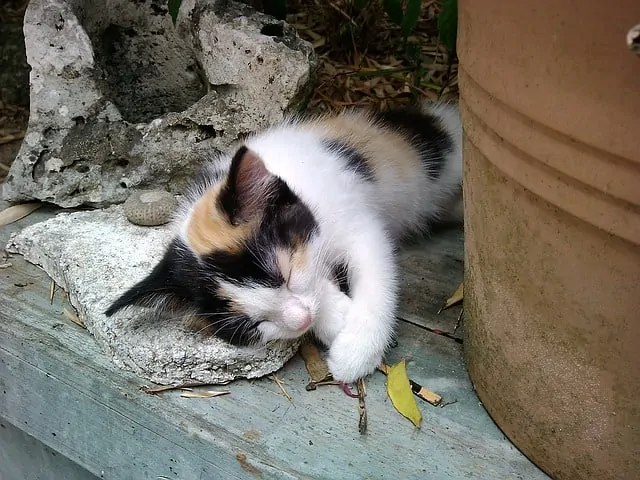 Why Flears Are Bad for Cats?