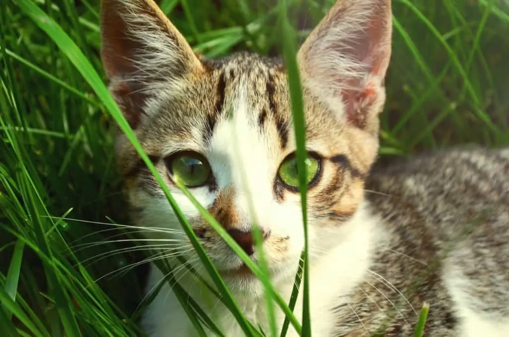 How to clean my cat's eyes