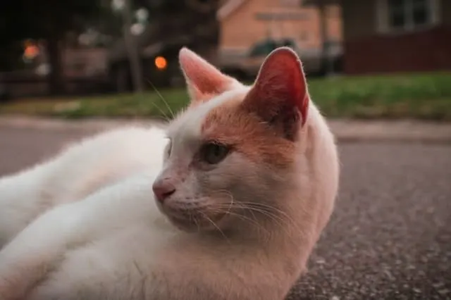 10 Reasons to Keep Your Cat Indoors | Fluffy Kitty