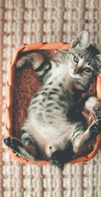 My Cat Had Kittens Can I Move Them ? | Fluffy Kitty