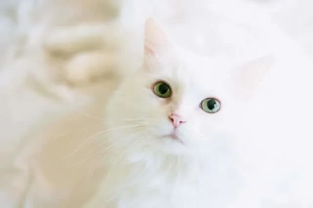 FIV in Cats | Fluffy Kitty