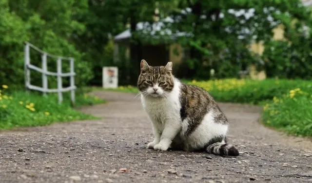 10 Reasons to Keep Your Cat Indoors | Fluffy Kitty