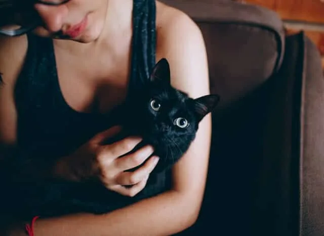 Diabetes in Cats | Guide to Feline Diabetes - Fluffy Kitty Blog