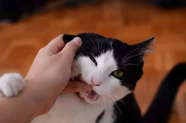 Toxoplasmosis in Cats | Fluffy Kitty