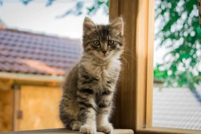 Common Neurological Problems in Cats | Fluffy Kitty