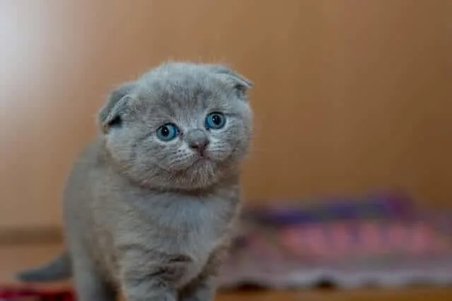 FeLV in Cats : Guide to Feline Leukemia Virus | Fluffy Kitty