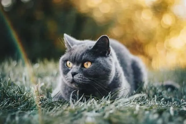 Diabetes in Cats | Guide to Feline Diabetes - Fluffy Kitty Blog