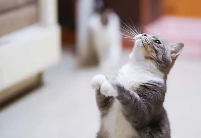 Feline Distemper & Parvo in Cats | Fluffy Kitty