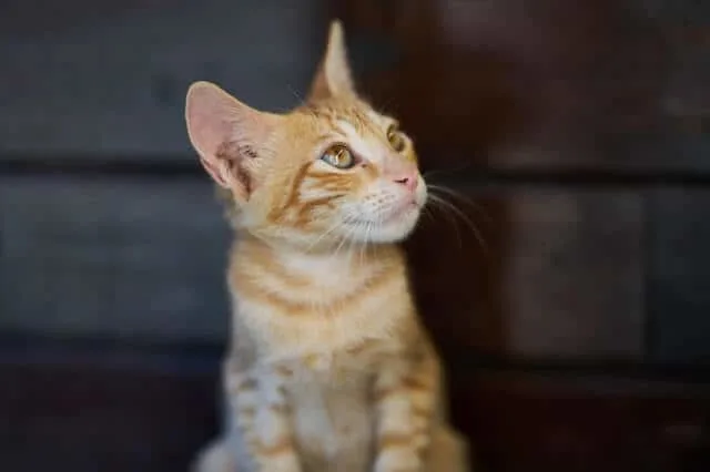 Feline Distemper & Parvo in Cats | Fluffy Kitty