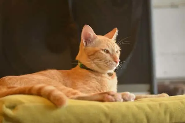 FeLV in Cats : Guide to Feline Leukemia Virus | Fluffy Kitty