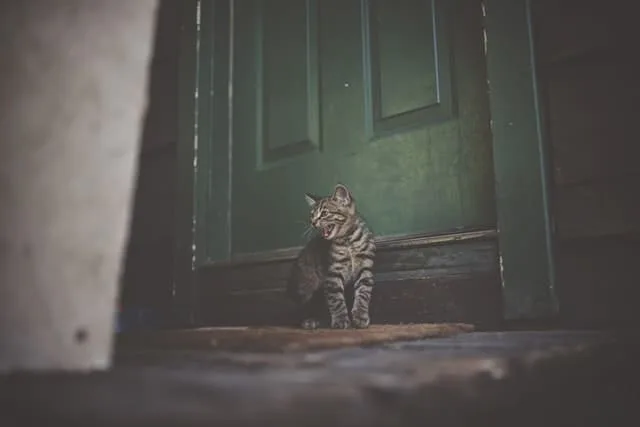 5 Things You Should Know Before Buying a Cat Door | Fluffy Kitty