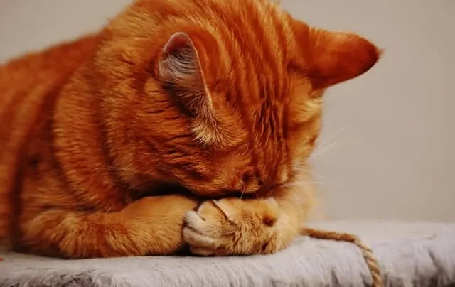 How to Tell If a Cat Has a Fever | Fluffy Kitty