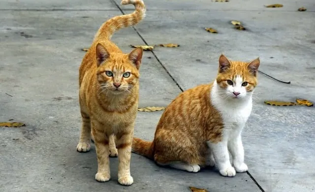 10 Reasons to Keep Your Cat Indoors | Fluffy Kitty