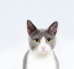 Cat Neutering | Fluffy Kitty