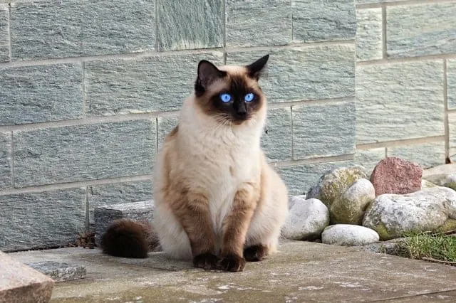 Nature's Miracle Disposable Litter Box Review | Fluffy Kitty