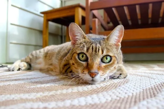 How to Get Cat Pee Out of Carpet, Clothes, & Mattress | Fluffy Kitty