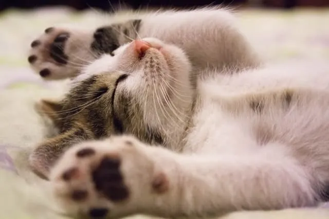 Side Effects of Declawing a Cat | Fluffy Kitty