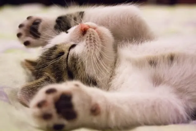 Best Vacuum Cleaner for Cat Hair | Fluffy Kitty