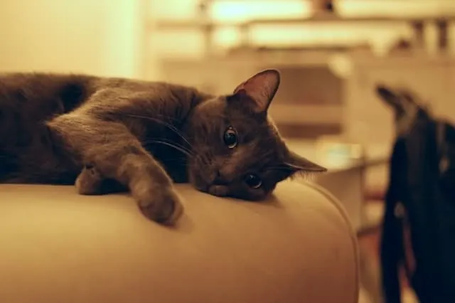 Side Effects of Declawing a Cat | Fluffy Kitty