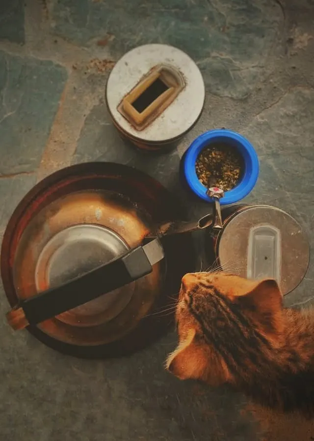 Why is My Cat Always Hungry? | Fluffy Kitty