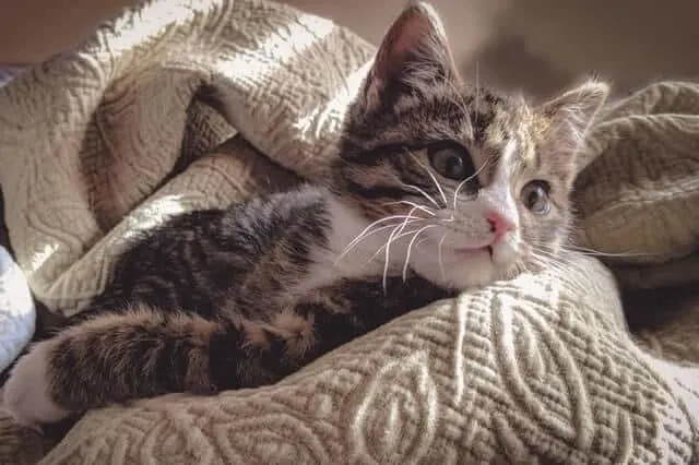 Toxoplasmosis in Cats | Fluffy Kitty