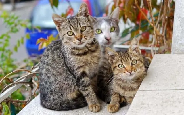 Toxoplasmosis in Cats | Fluffy Kitty